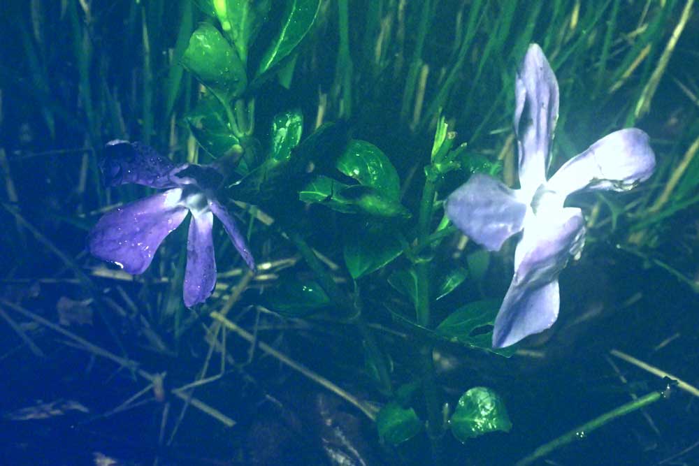 Yerba Buena Museum Day: The Prince of Homburg Artist-led Tour